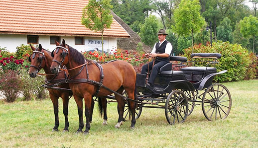 Lovas szolgáltatások és programok